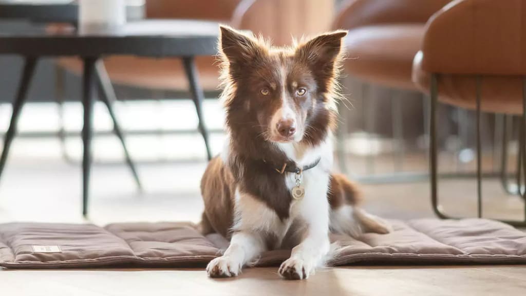 Bowl & Bone Republic